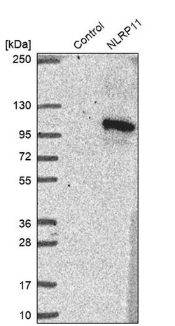 Invitrogen NALP11 Polyclonal Antibody 100 &mu;L; Unconjugated:Antibodies,