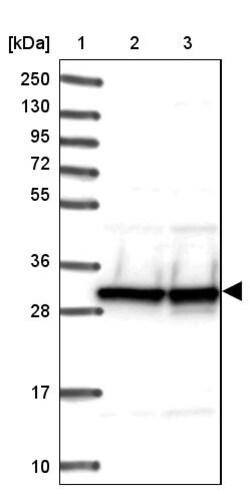 Invitrogen SNRPA Polyclonal Antibody 100 &mu;L; Unconjugated:Antibodies,