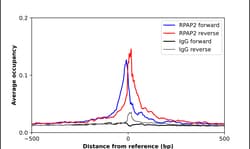 Invitrogen RPAP2 Polyclonal Antibody 100 &mu;L; Unconjugated:Antibodies,
