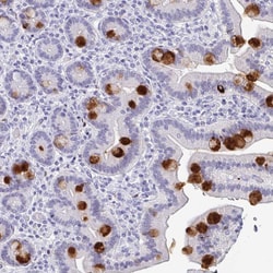 Invitrogen REG4 Polyclonal Antibody 100 &mu;L; Unconjugated:Antibodies,