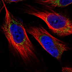Invitrogen NDUFAF4 Polyclonal Antibody 100 &mu;L; Unconjugated:Antibodies,