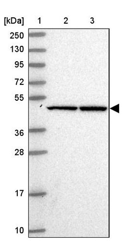 Invitrogen SGK494 Polyclonal Antibody 100 &mu;L; Unconjugated:Antibodies,
