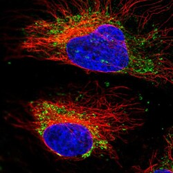 Invitrogen SPSB3 Polyclonal Antibody 100 &mu;L; Unconjugated:Antibodies,