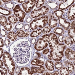 Invitrogen SPSB3 Polyclonal Antibody 100 &mu;L; Unconjugated:Antibodies,