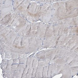 Invitrogen ZFPM1 Polyclonal Antibody 100 &mu;L | Buy Online | Invitrogen&trade; | Fisher Scientific