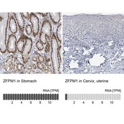 Invitrogen ZFPM1 Polyclonal Antibody 100 &mu;L | Buy Online | Invitrogen&trade; | Fisher Scientific