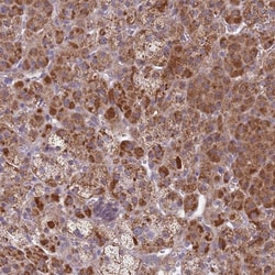 Invitrogen SNAPC4 Polyclonal Antibody 100 &mu;L; Unconjugated:Antibodies,
