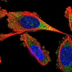 Invitrogen FAM105A Polyclonal Antibody 100 &mu;L; Unconjugated:Antibodies,