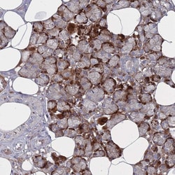 Invitrogen FAM105A Polyclonal Antibody 100 &mu;L; Unconjugated:Antibodies,