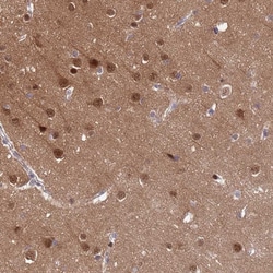 Invitrogen SHC3 Polyclonal Antibody 100 &mu;L; Unconjugated:Antibodies,