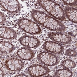 Invitrogen SHC3 Polyclonal Antibody 100 &mu;L; Unconjugated:Antibodies,