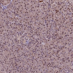 Invitrogen SHC3 Polyclonal Antibody 100 &mu;L; Unconjugated:Antibodies,