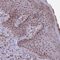 Invitrogen SHC3 Polyclonal Antibody 100 &mu;L; Unconjugated:Antibodies,