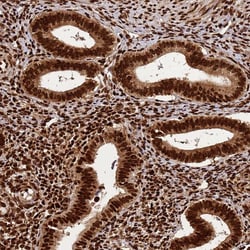 Invitrogen hnRNP AB Polyclonal Antibody 100 &mu;L; Unconjugated:Antibodies,