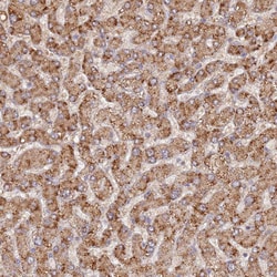 UQCRQ Polyclonal Antibody:Antibodies, Polyclonal