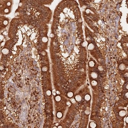 Invitrogen OR5V1 Polyclonal Antibody 100 &mu;L; Unconjugated:Antibodies,