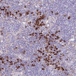 Invitrogen C19orf10 Polyclonal Antibody 100 &mu;L; Unconjugated:Antibodies,