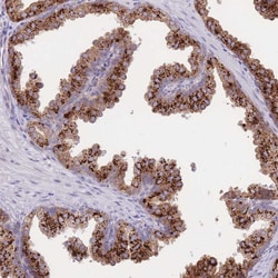 Invitrogen C19orf10 Polyclonal Antibody 100 &mu;L; Unconjugated:Antibodies,