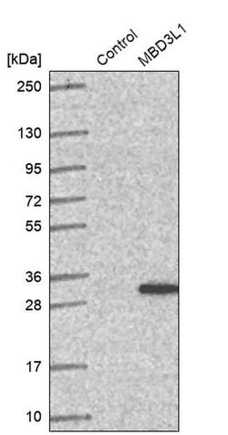 Invitrogen MBD3L1 Polyclonal Antibody 100 &mu;L; Unconjugated:Antibodies,