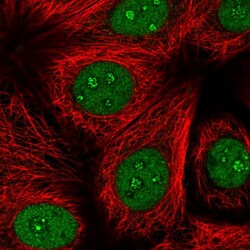 Invitrogen BTBD10 Polyclonal Antibody 100 &mu;L; Unconjugated:Antibodies,