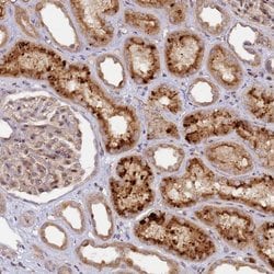 Invitrogen MRPL49 Polyclonal Antibody 100 &mu;L; Unconjugated:Antibodies,
