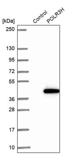 Invitrogen POLR3H Polyclonal Antibody 100 &mu;L; Unconjugated:Antibodies,