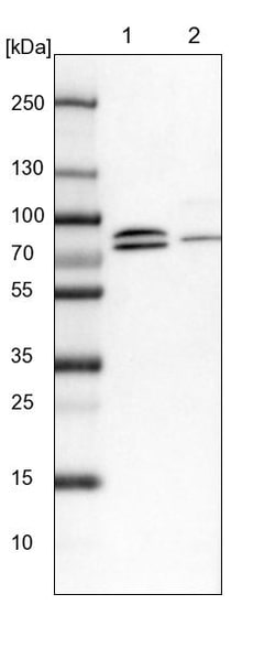 Invitrogen KANSL1L Polyclonal Antibody 100 &mu;L | Buy Online | Invitrogen&trade; | Fisher Scientific