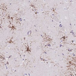 Invitrogen LRRN3 Polyclonal Antibody 100 &mu;L; Unconjugated:Antibodies,