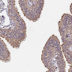 Invitrogen CF136 Polyclonal Antibody 100 &mu;L; Unconjugated:Antibodies,