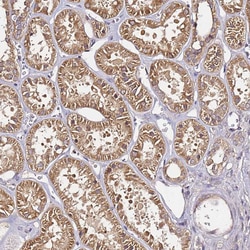 Invitrogen CF136 Polyclonal Antibody 100 &mu;L; Unconjugated:Antibodies,