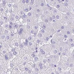 Invitrogen CAPSL Polyclonal Antibody 100 &mu;L; Unconjugated:Antibodies,