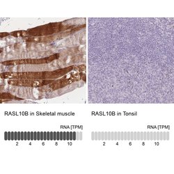 Invitrogen RASL10B Polyclonal Antibody 100 &mu;L; Unconjugated:Antibodies,