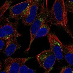 Invitrogen PLCXD3 Polyclonal Antibody 100 &mu;L; Unconjugated:Antibodies,