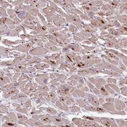 Invitrogen PLCXD3 Polyclonal Antibody 100 &mu;L; Unconjugated:Antibodies,