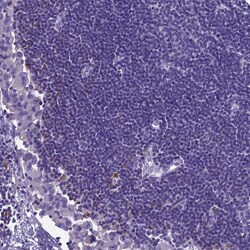 Invitrogen PLCXD3 Polyclonal Antibody 100 &mu;L; Unconjugated:Antibodies,