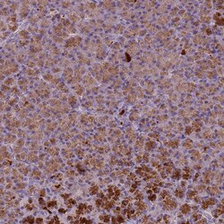 Invitrogen PLCXD3 Polyclonal Antibody 100 &mu;L; Unconjugated:Antibodies,