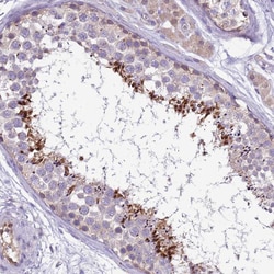 Invitrogen PLCXD3 Polyclonal Antibody 100 &mu;L; Unconjugated:Antibodies,