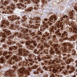 Invitrogen NT5DC4 Polyclonal Antibody 100 &mu;L; Unconjugated:Antibodies,