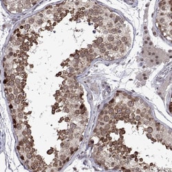 Invitrogen EFCAB3 Polyclonal Antibody 100 &mu;L; Unconjugated:Antibodies,