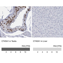 CT45A Polyclonal Antibody:Antibodies, Polyclonal