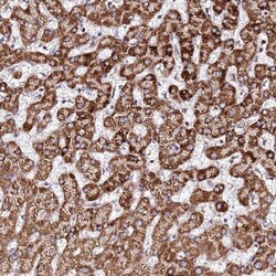OR51T1 Polyclonal Antibody 100 &mu;L | Buy Online | Thermo Scientific | Fisher Scientific