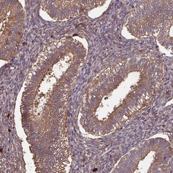 Invitrogen GNPDA2 Polyclonal Antibody 100 &mu;L; Unconjugated:Antibodies,