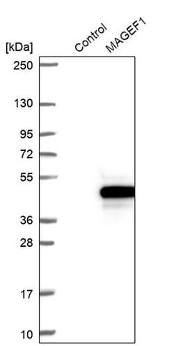 Invitrogen MAGEF1 Polyclonal Antibody 100 &mu;L; Unconjugated:Antibodies,