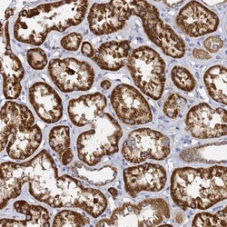 Invitrogen C19orf12 Polyclonal Antibody 100 &mu;L; Unconjugated:Antibodies,