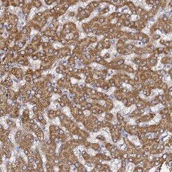 Invitrogen C19orf12 Polyclonal Antibody 100 &mu;L; Unconjugated:Antibodies,