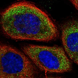 Invitrogen mPR alpha Polyclonal Antibody 100 &mu;L; Unconjugated:Antibodies,