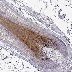 Invitrogen DAPL1 Polyclonal Antibody 100 &mu;L; Unconjugated:Antibodies,