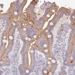 SLC44A4 Polyclonal Antibody:Antibodies, Polyclonal