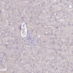 SLC44A4 Polyclonal Antibody:Antibodies, Polyclonal