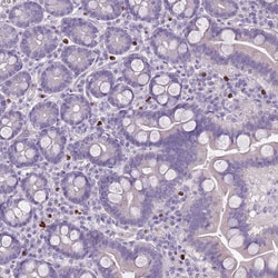 Invitrogen BRUNOL6 Polyclonal Antibody 100 &mu;L | Buy Online | Invitrogen&trade; | Fisher Scientific